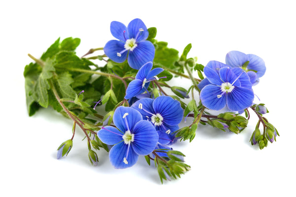 Creeping Blue Speedwell Seeds