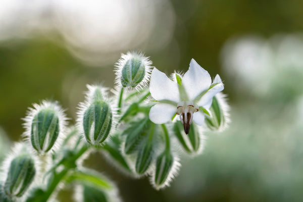 White Borage Seeds