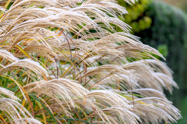 Red Maiden Grass Seeds