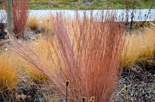 Little Bluestem Grass Seeds