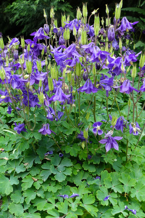 Purple Columbine Seeds