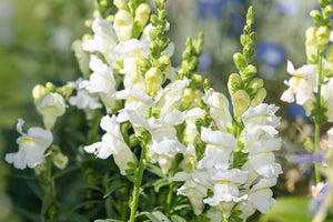 ’Snowflake’ Snapdragon Seeds