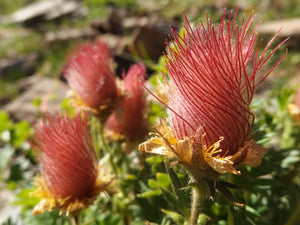 Prarie Smoke Geum Seeds