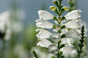 White Showy Obedient Plant Seeds