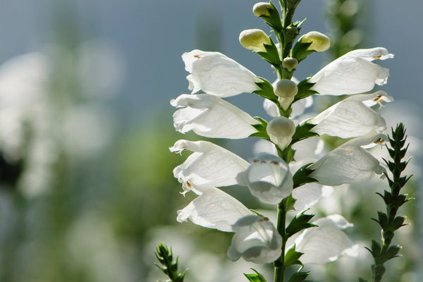 White Showy Obedient Plant Seeds