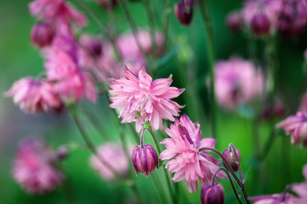 Tall Double Columbine Seeds (Mixed Colors)
