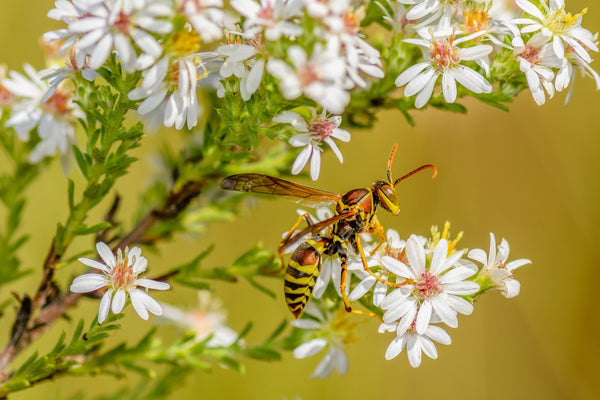 White Heath Aster Seeds