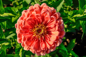 Salmon Queen Zinnia Seeds