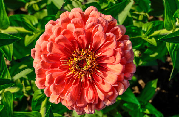 Salmon Queen Zinnia Seeds