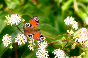 Heptacodium Seeds