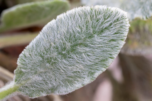 Lamb's Ear Seeds