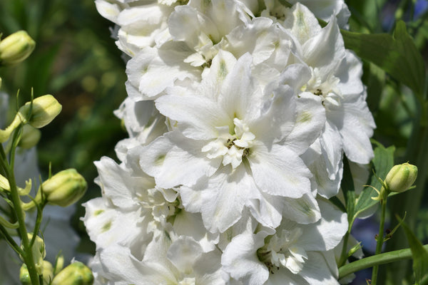 Giant Imperial White King Larkspur Seeds
