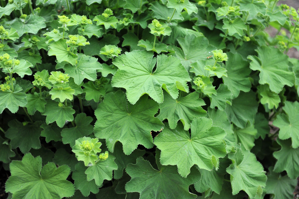 Lady's Mantle Seeds