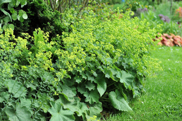 Lady's Mantle Seeds