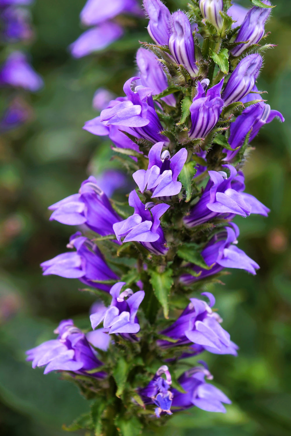 Great Blue Lobelia Seeds