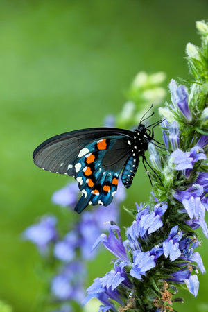 Great Blue Lobelia Seeds