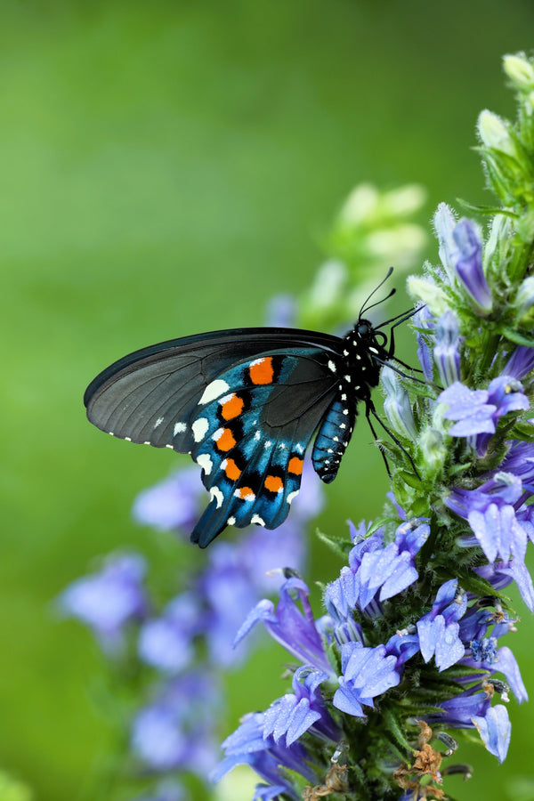 Great Blue Lobelia Seeds