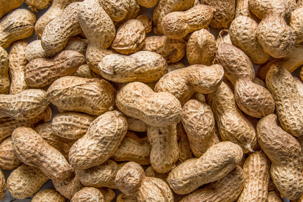 'Jumbo' Virginia Peanut Seeds