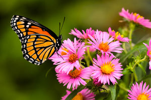 Pink New England Aster Seeds