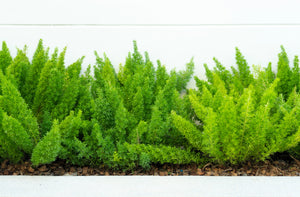 Emerald Asparagus Fern Seeds