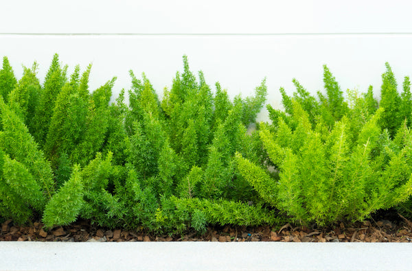 Emerald Asparagus Fern Seeds
