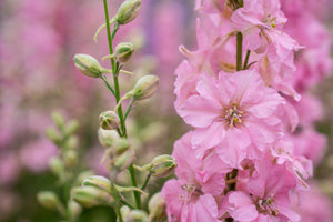 Pink Perfection Larkspur Seeds
