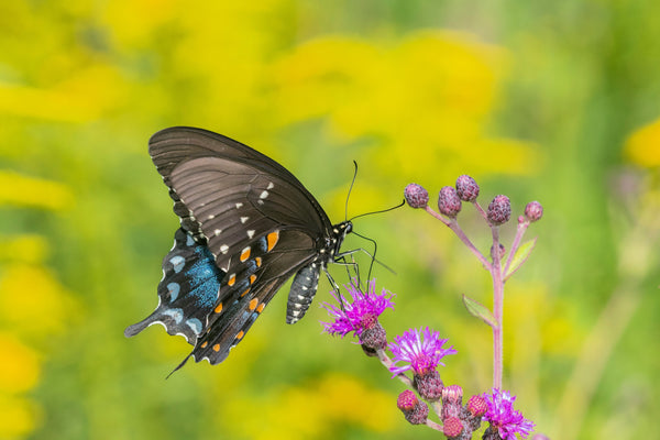 Missouri Ironweed Seeds