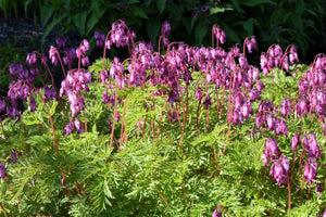 Old Fashioned Bleeding Heart Seeds