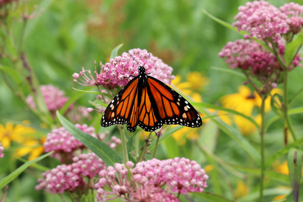 Swamp Milkweed Seeds