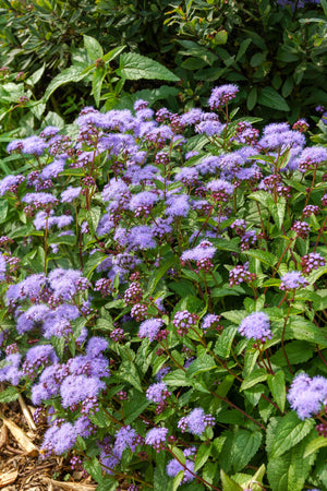 Mistflower Seeds