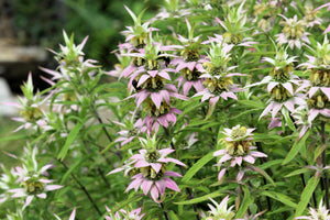 Spotted Bee Balm Seeds
