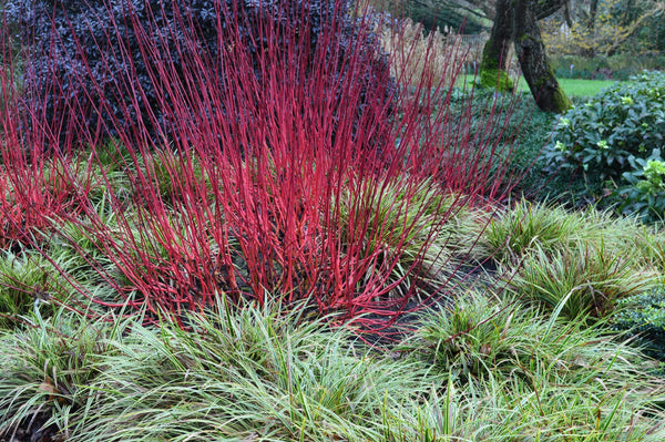 Red Twig Dogwood Seeds