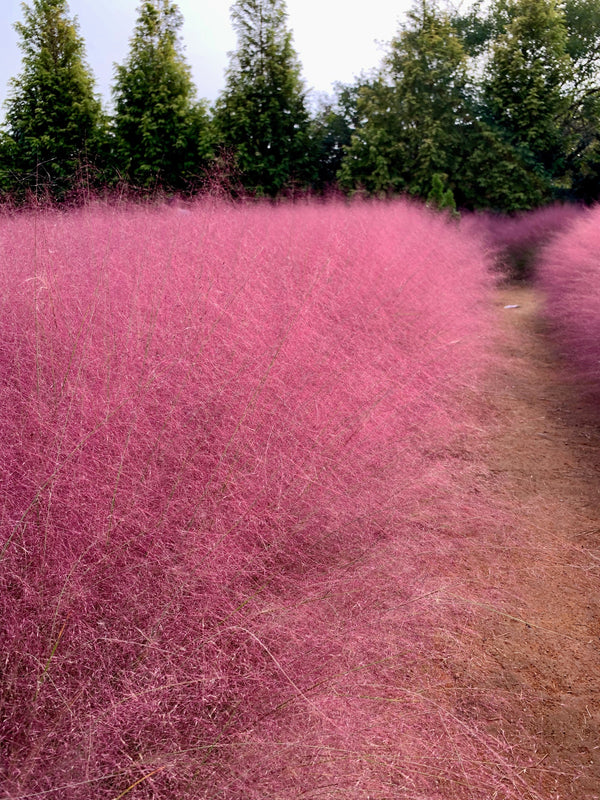 Pink Muhly Grass Seeds