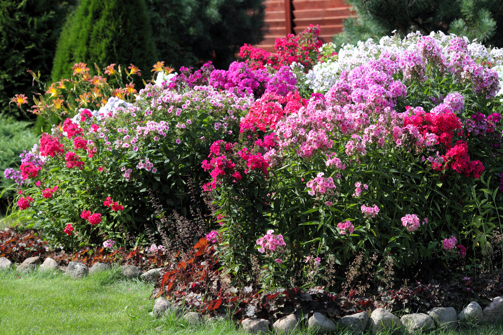 New Hybrids Mix Tall Garden Phlox Seeds