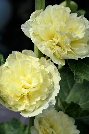 Summer Carnival Hollyhock Seeds