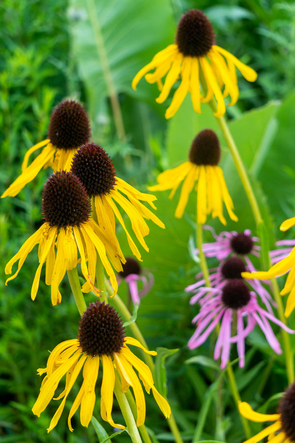 Yellow Coneflower Seeds
