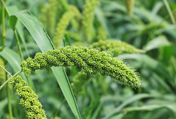 Lime Light Spray Millet Seeds