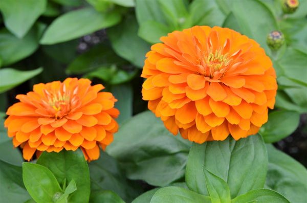 Orange King Zinnia Seeds