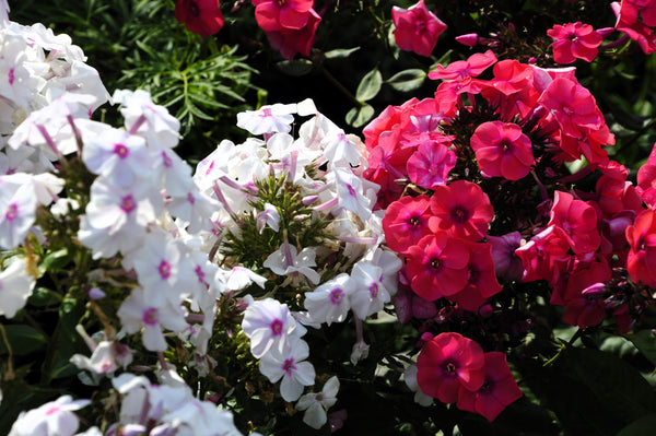 Meadow Phlox Seeds