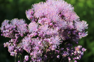 Columbine Meadow Rue Seeds