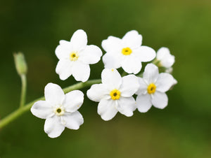 Forget Me Not Seeds - Mix