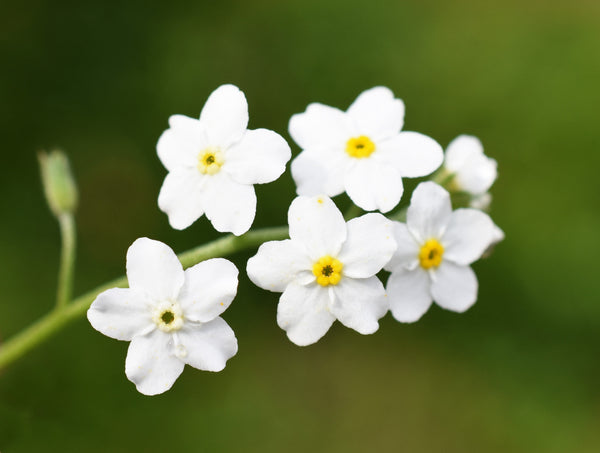 Forget Me Not Seeds - Mix