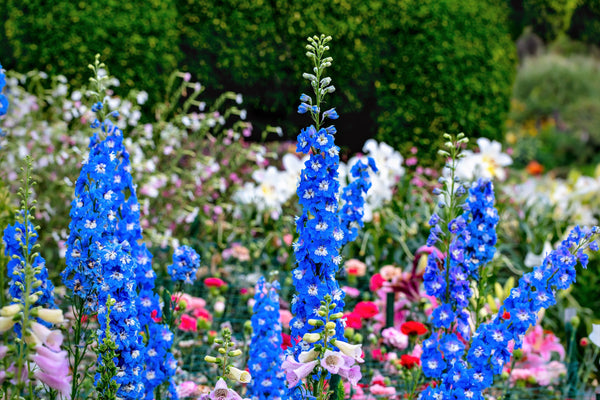 Rocket Larkspur Seeds - Giant Imperial Mix