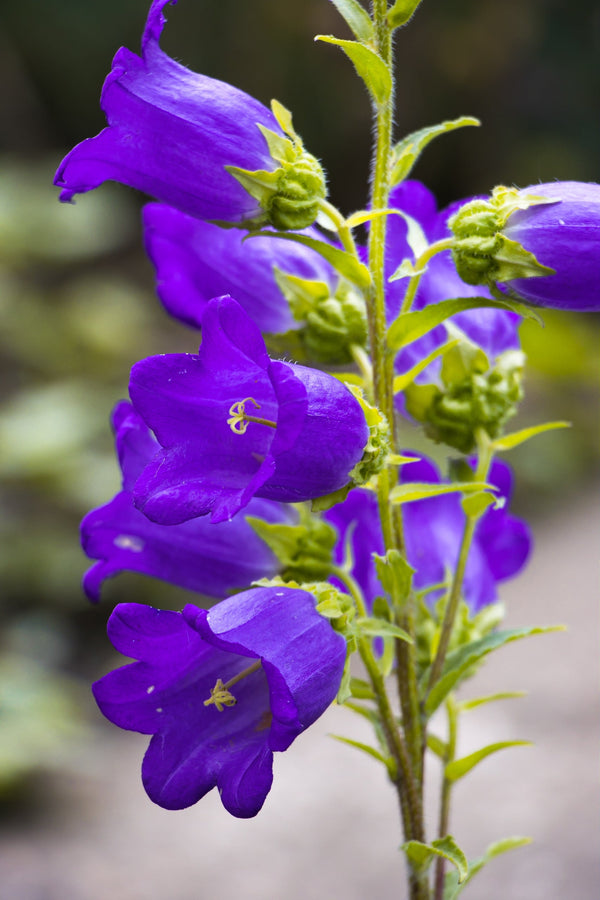 Blue Canterbury Bells Seeds