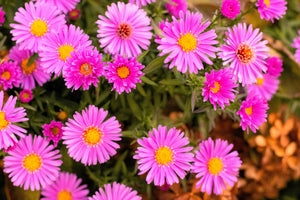 Pink New England Aster Seeds