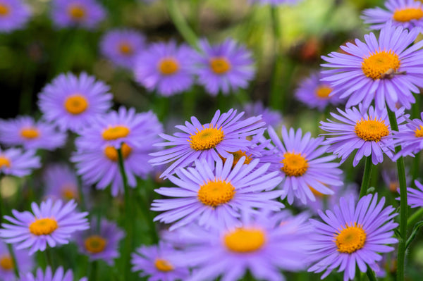 East Indies Aster Seeds
