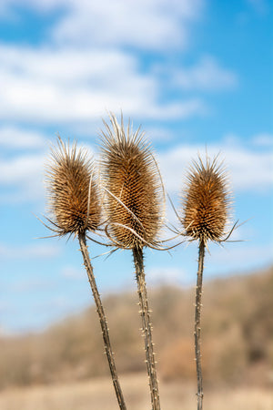 Fuller's Teasel Seeds