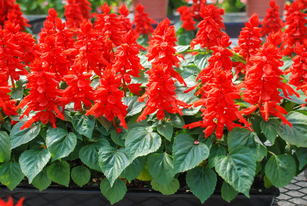Red Salvia - St. John's Fire Seeds