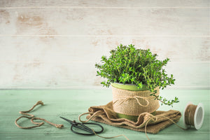 Summer Savory Seeds
