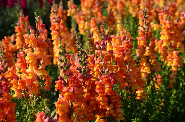 ’Orange Wonder’ Snapdragon Seeds